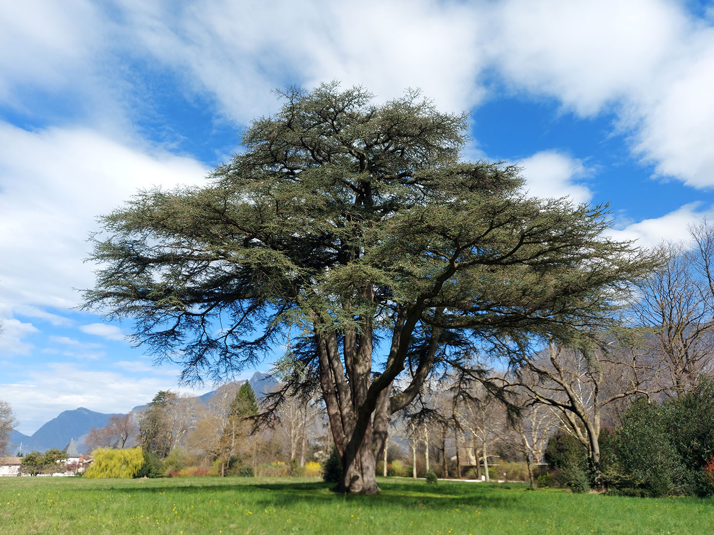 Cèdre du Liban à Sassenage (photo par Jérémy Tronc)