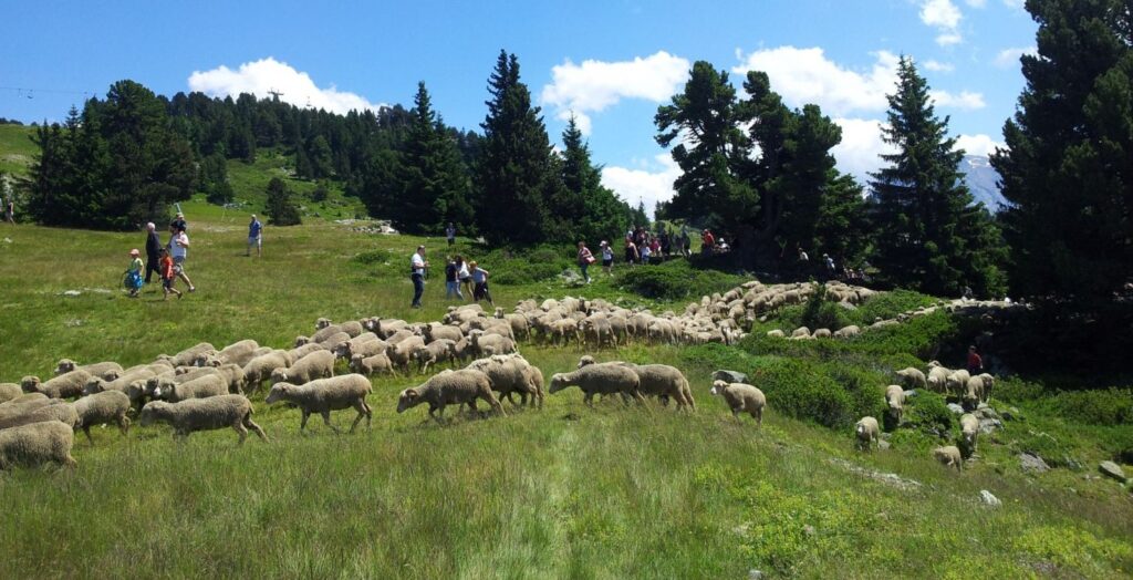 Transhumance chamrousse grenoble2