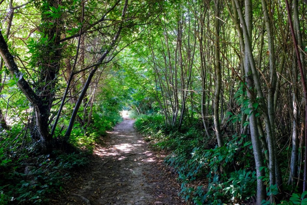 Forets canicule grenoble